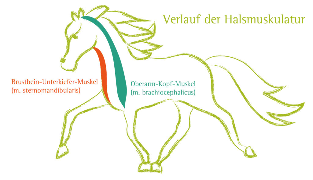 Halsmuskulatur Pferd