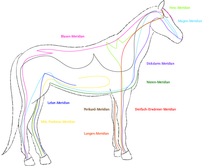 Meridiane Pferd