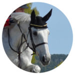 Sport Pferdephysiotherapie Christina Schumann