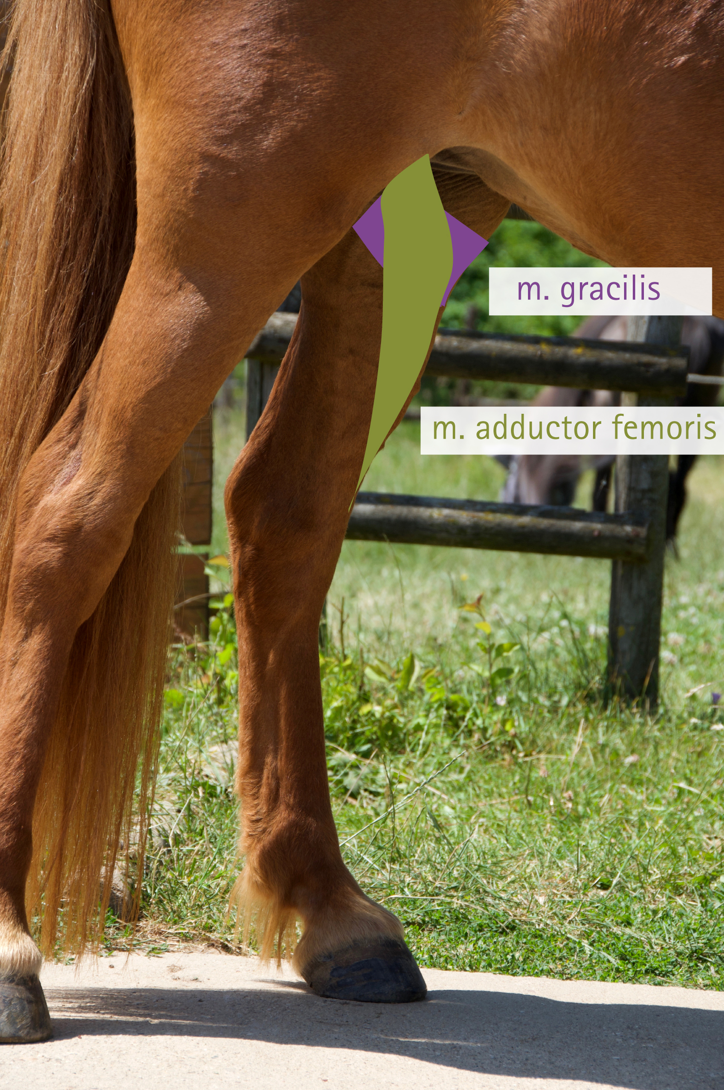 Adduktoren Pferd Pferdephysiotherapie Düren