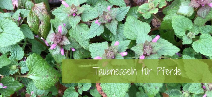 Taubnessel für Pferde