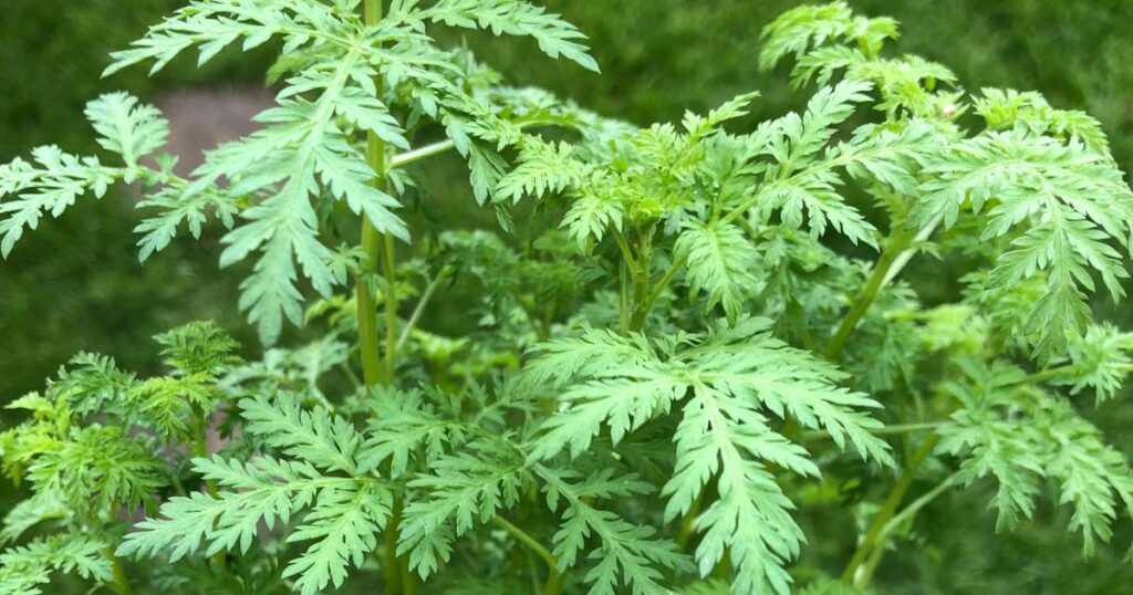 Heilkräuter aus der TCM im heimischen Garten slaka