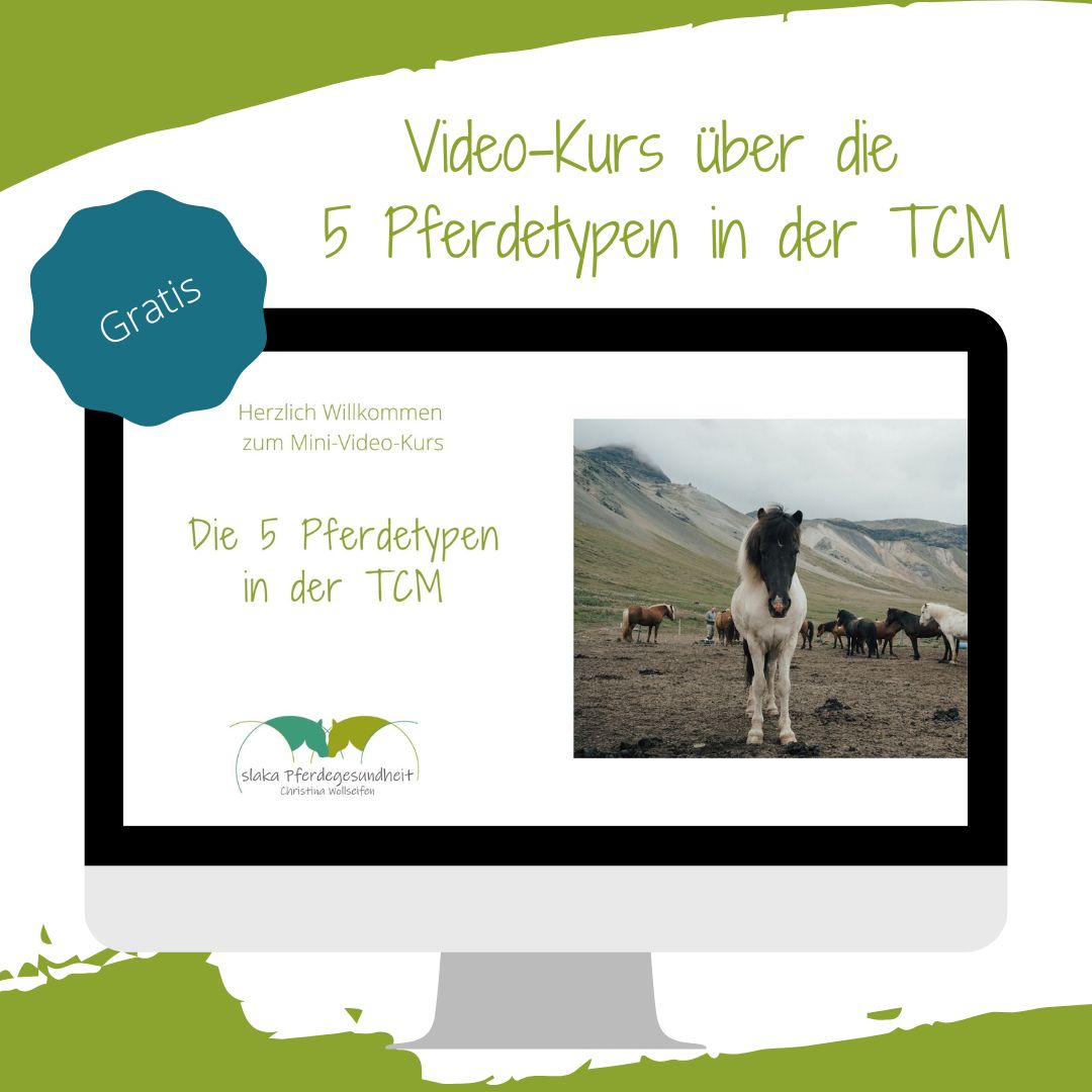 Die fünf Pferdetypen in der TCM Webinar Onlinekurs Pferd Akupressur Düren