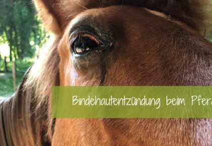 Pferd TCM Bindehautentzündung Akupressur Naturheilkunde